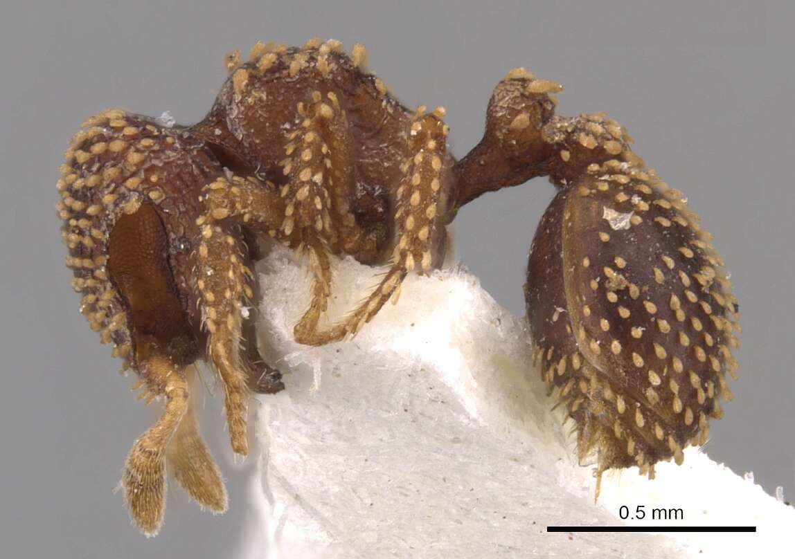 Image of Calyptomyrmex kaurus Bolton 1981