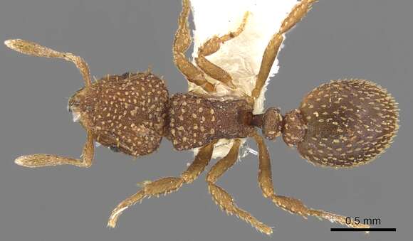 Image of Calyptomyrmex nedjem Bolton 1981