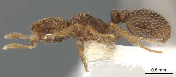 Image of Calyptomyrmex nedjem Bolton 1981