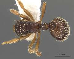 Image of Calyptomyrmex duhun Bolton 1981