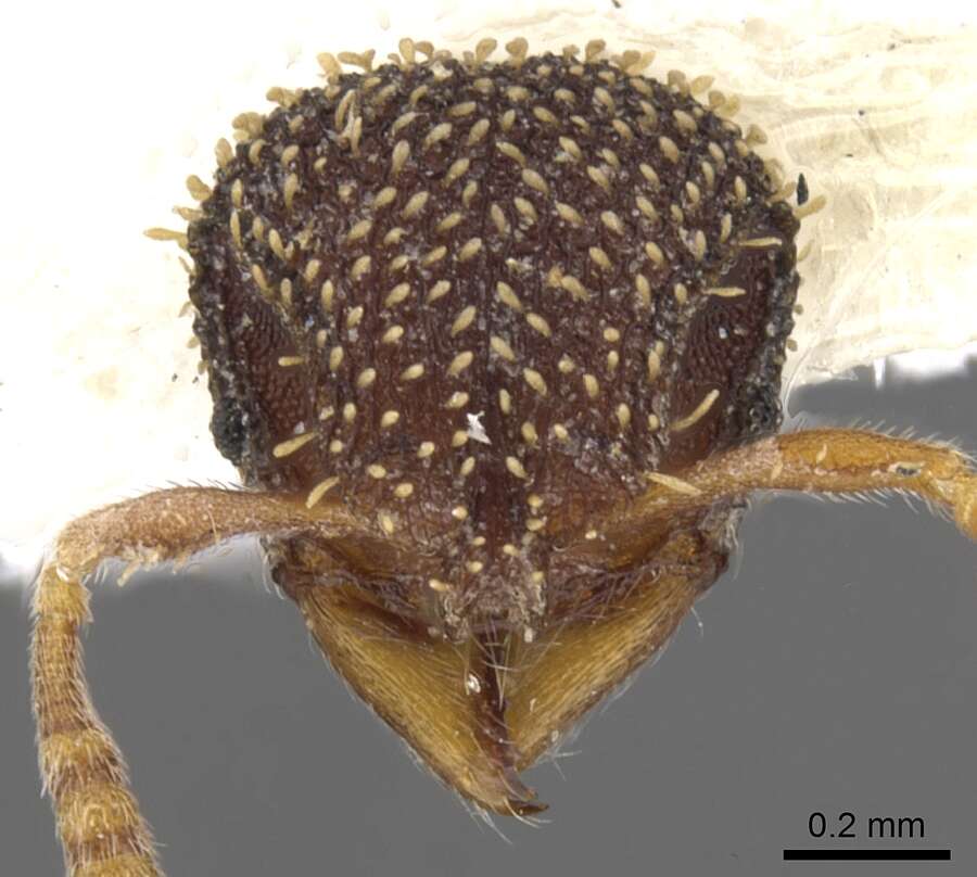 Image of Calyptomyrmex duhun Bolton 1981