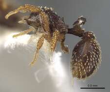 Image of Calyptomyrmex duhun Bolton 1981