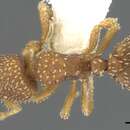 Image of Calyptomyrmex tensus Bolton 1981