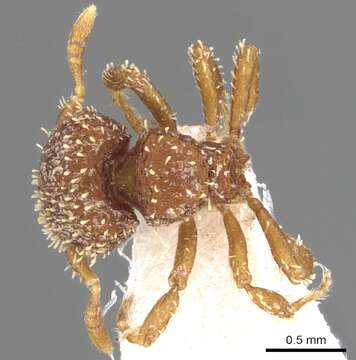 Imagem de Calyptomyrmex singalensis Baroni Urbani 1975