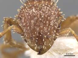 Calyptomyrmex singalensis Baroni Urbani 1975的圖片