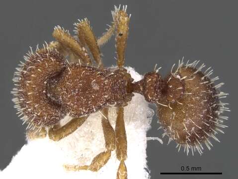 Image of Calyptomyrmex wittmeri Baroni Urbani 1975