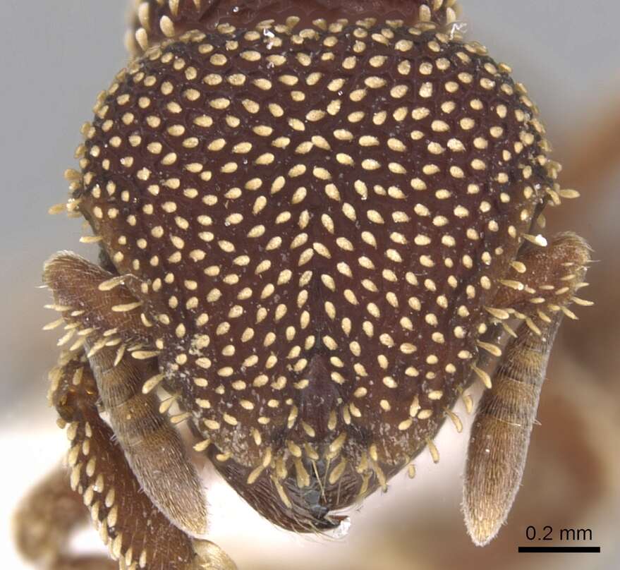 Image of <i>Calyptomyrmex loweryi</i>