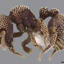 Image of <i>Calyptomyrmex loweryi</i>