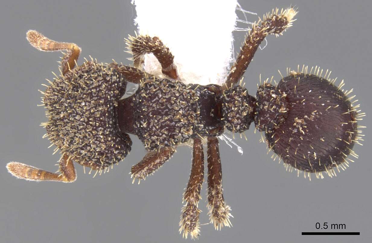 Image of <i>Calyptomyrmex retrostriatus</i>