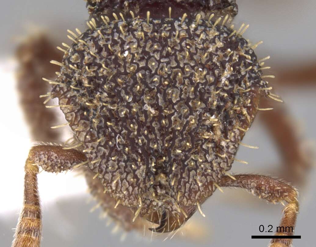 Image of <i>Calyptomyrmex retrostriatus</i>