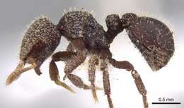 Image of <i>Calyptomyrmex retrostriatus</i>