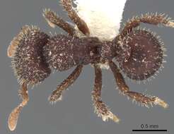 Image of <i>Calyptomyrmex ryderae</i>