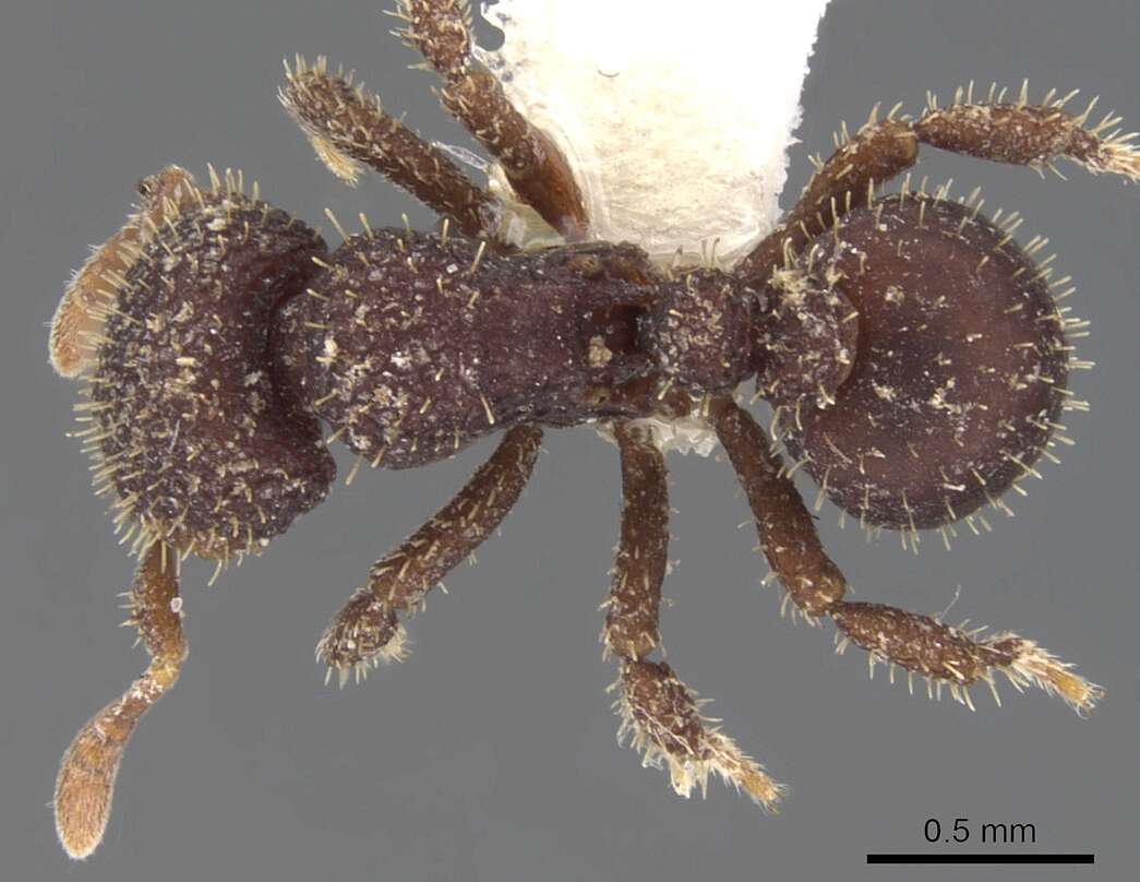 Image of <i>Calyptomyrmex ryderae</i>