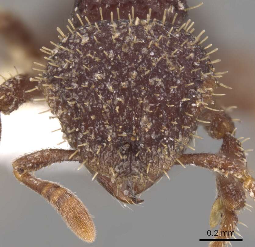 Image of <i>Calyptomyrmex ryderae</i>