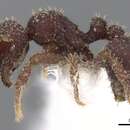 Imagem de <i>Calyptomyrmex ryderae</i>