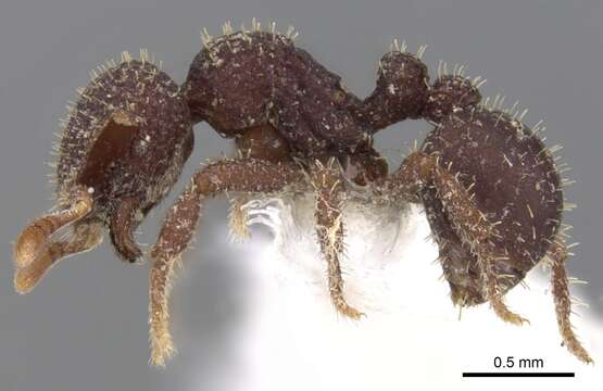 Image of <i>Calyptomyrmex ryderae</i>