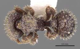 Слика од <i>Calyptomyrmex sabahensis</i>