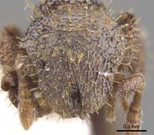 Слика од <i>Calyptomyrmex sabahensis</i>