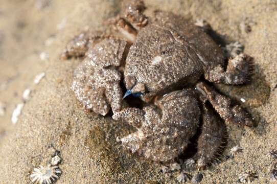 Image of hairy stone crabs