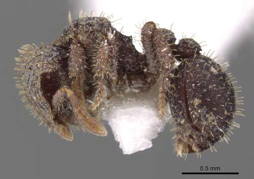 <i>Calyptomyrmex sabahensis</i>的圖片