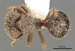 Слика од <i>Calyptomyrmex grammus</i>