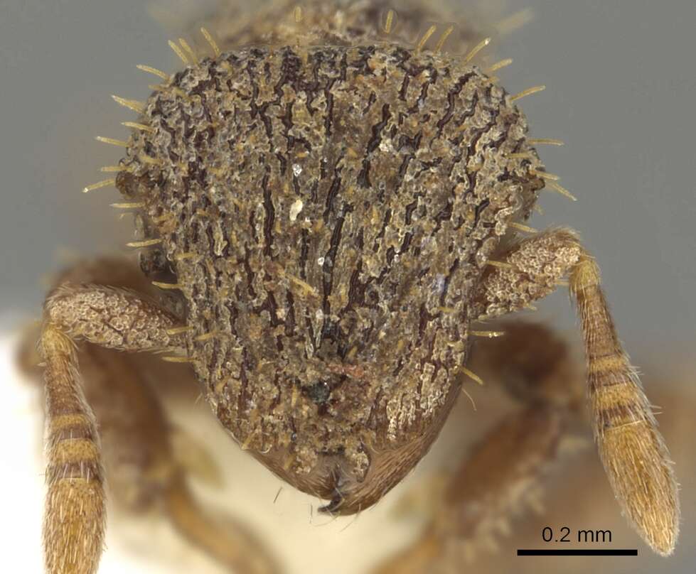 Слика од <i>Calyptomyrmex grammus</i>