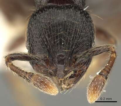 Image de Adelomyrmex tristani (Menozzi 1931)