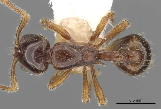 Image of Cryptomyrmex