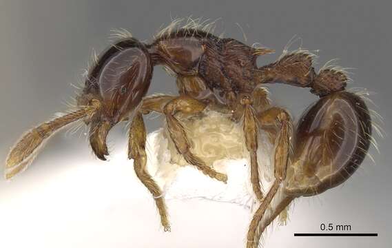 Image of Cryptomyrmex