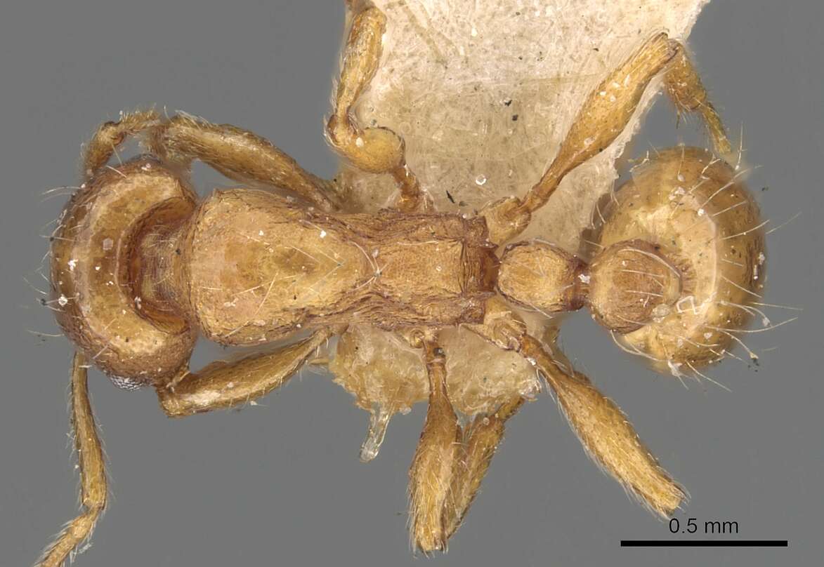 Image of Strongylognathus huberi Forel 1874