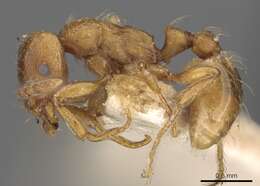 Image of Strongylognathus huberi Forel 1874