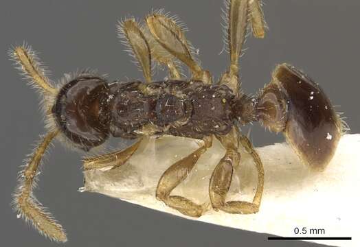 Image of <i>Tetramorium inquilinum</i> Ward, Brady, Fisher & Schultz 2014