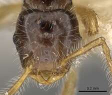 Image of <i>Tetramorium inquilinum</i> Ward, Brady, Fisher & Schultz 2014