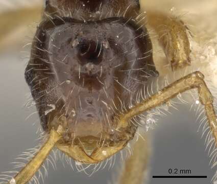 Image of <i>Tetramorium inquilinum</i> Ward, Brady, Fisher & Schultz 2014