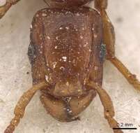 Image de <i>Tetramorium</i> (<i>Decamorium</i>) <i>decem</i> Forel