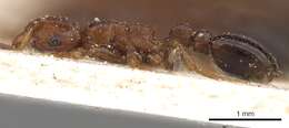 Image de <i>Tetramorium</i> (<i>Decamorium</i>) <i>decem</i> Forel