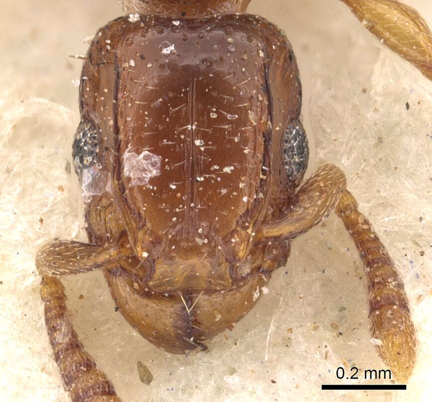 Image of <i>Tetramorium ultor</i> Forel 1913