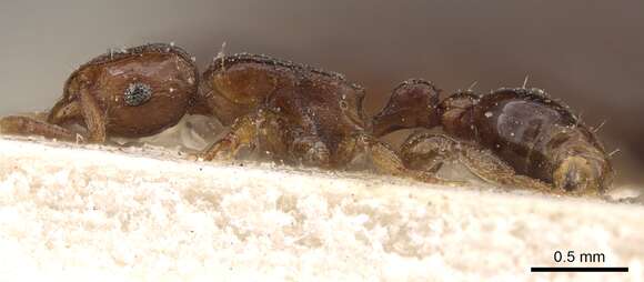 Image of <i>Tetramorium ultor</i> Forel 1913