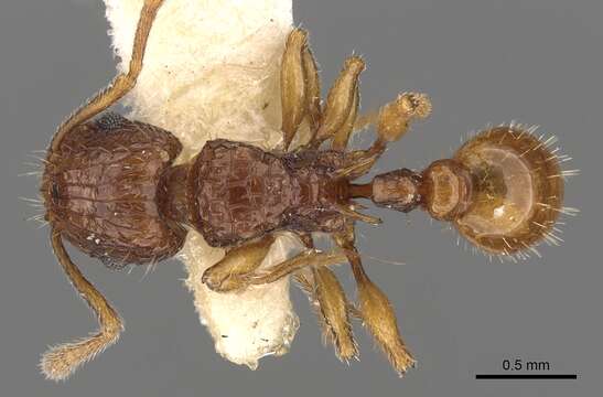 Image of Tetramorium strictum Bolton 1977