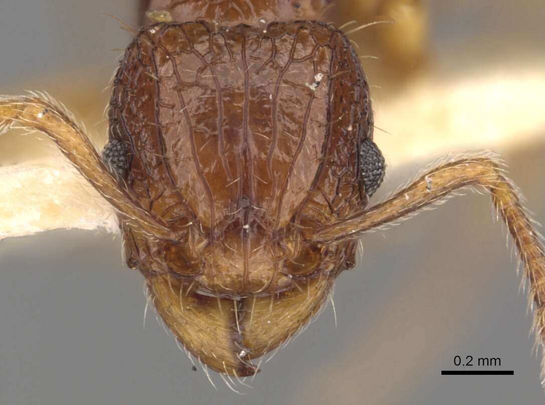 Image of Tetramorium strictum Bolton 1977