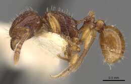 Image of Tetramorium strictum Bolton 1977