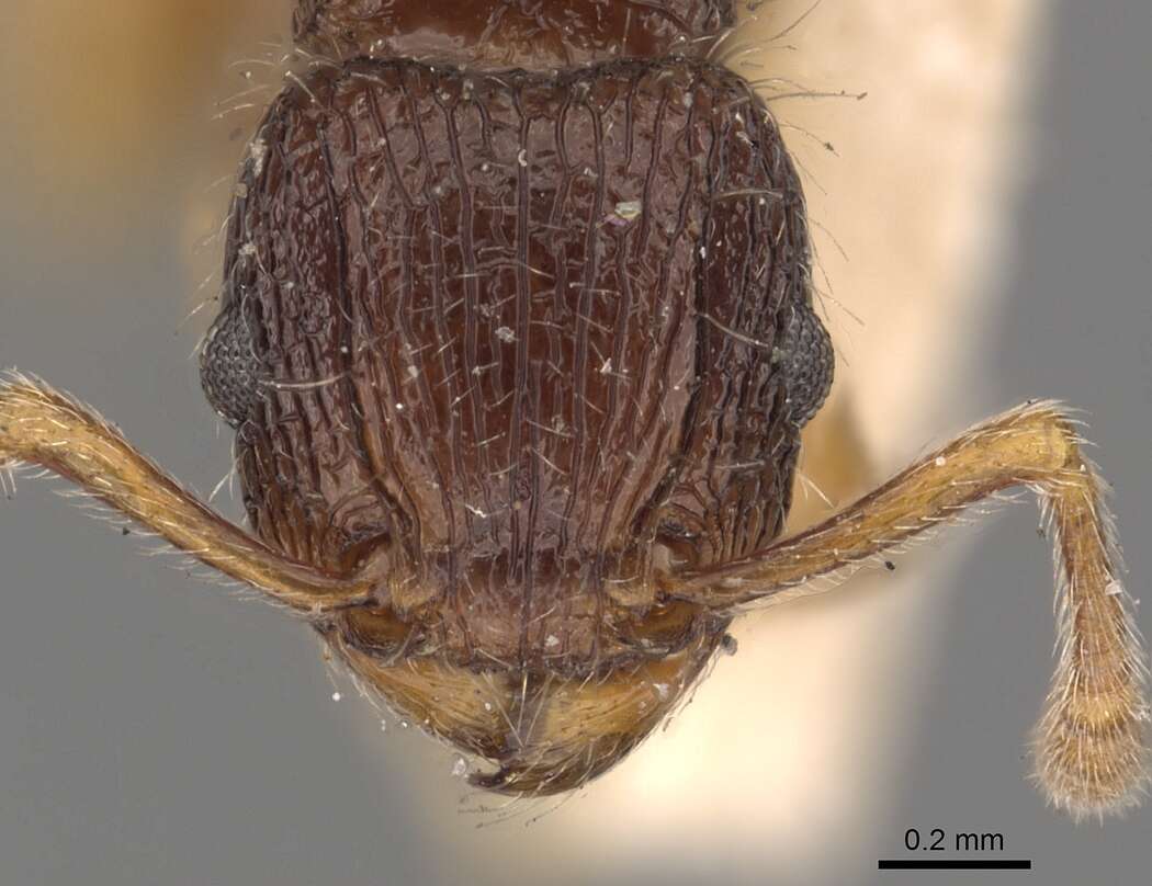 Image of Tetramorium turneri Forel 1902