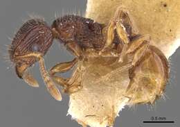 Image of Tetramorium turneri Forel 1902