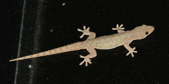 Image of Common House Gecko