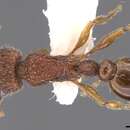 Image of Tetramorium placidum Bolton 1979