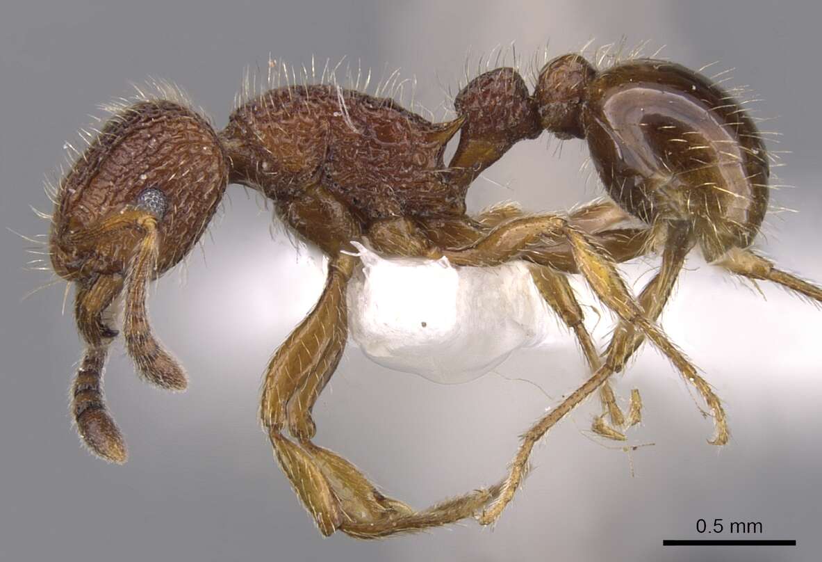 Image of Tetramorium placidum Bolton 1979