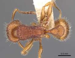 Image of Tetramorium spinosum (Pergande 1896)