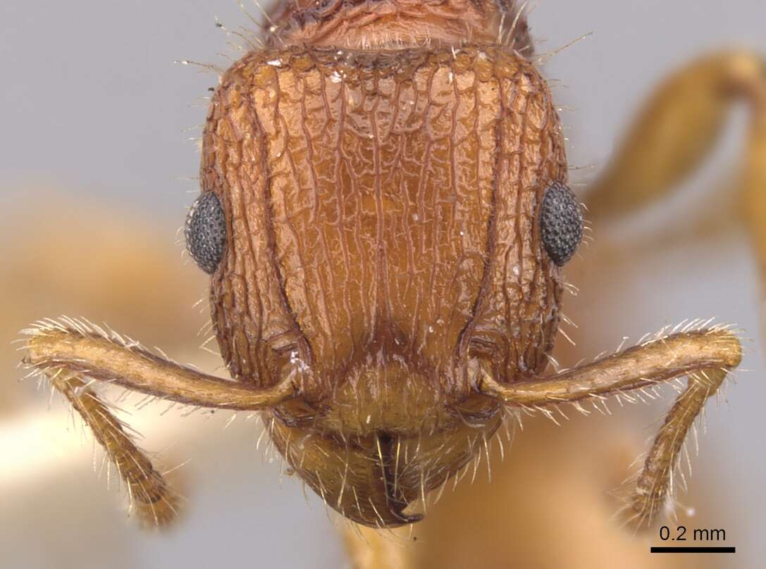 Image of Tetramorium spinosum (Pergande 1896)