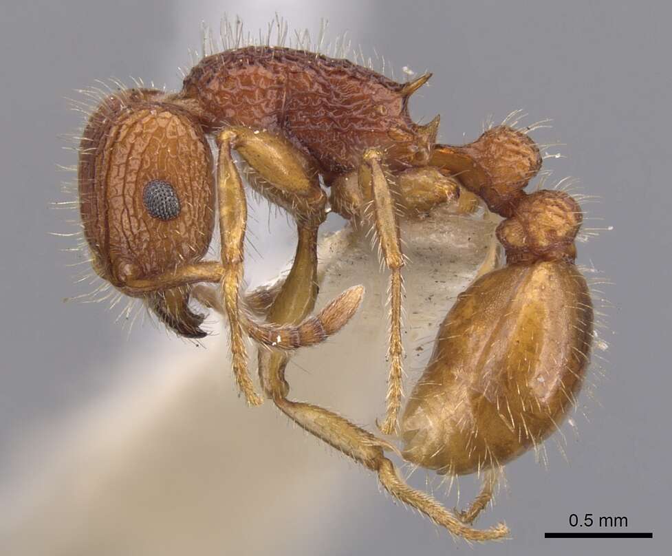 Image of Tetramorium spinosum (Pergande 1896)