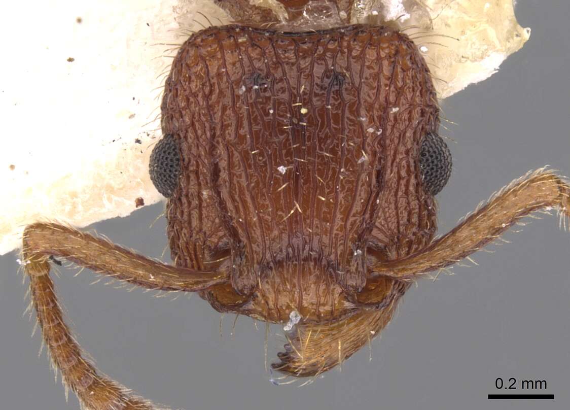 Image of Tetramorium spinosum (Pergande 1896)